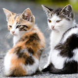 kittens wallpapers icon