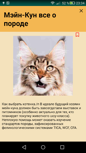 Maine Coon