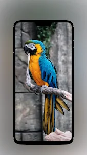 Parrot Wallpaper Background
