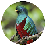 iMonteverde - Costa Rica icon