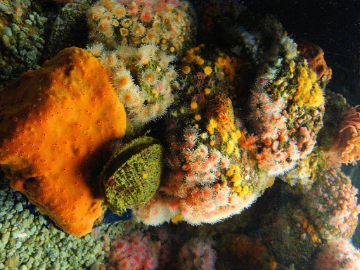 Coral Flower Wallpaper