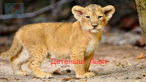 Мир животных free