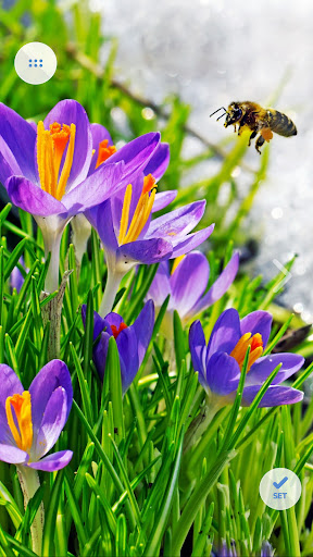 Wallpapers 4K with Insects Screen 2