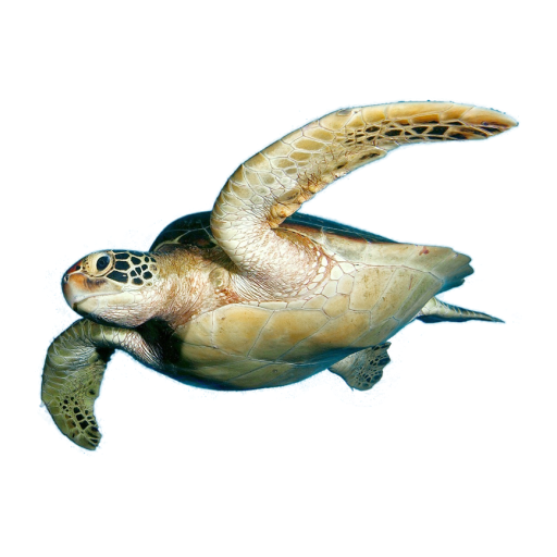 Turtle Ranger Google Play のアプリ