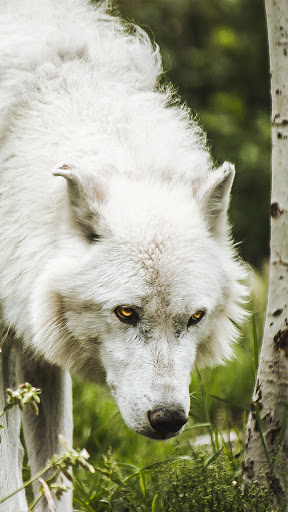 Android application white wolf wallpaper screenshort
