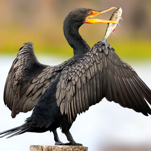 The Cormorant Windowsでダウンロード