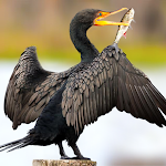 Cover Image of Tải xuống The Cormorant  APK