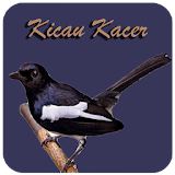 Kicau Kacer icon