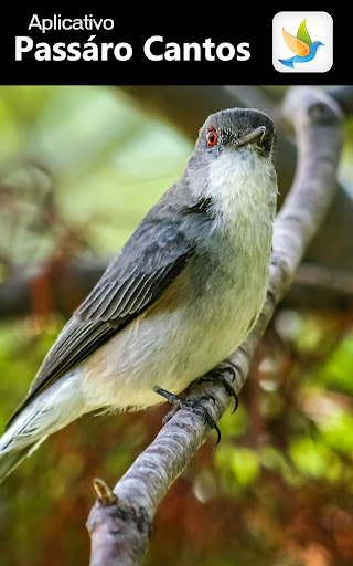Cantos de Pássaros PRO - Onlin