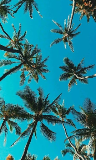 Coconut Tree Wallpaper