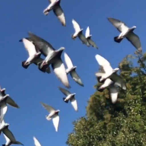 white pigeon wallpaper logo