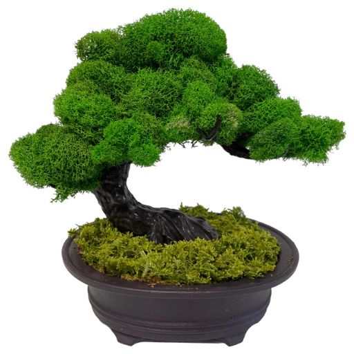 Bonsai Plants Ideas 5000+ Download on Windows