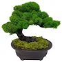 Bonsai Plants Ideas 5000+