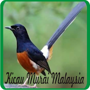 Kicau Burung Murai Batu Malaysia  Icon