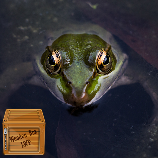 cute frog wallpaper logo