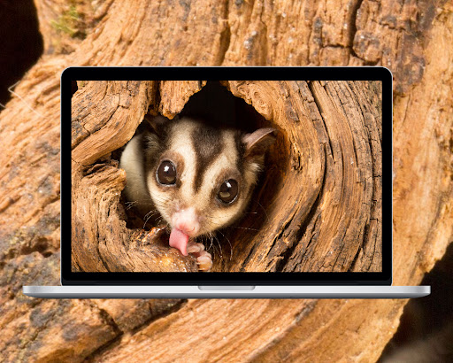 Sugar Glider Wallpaper