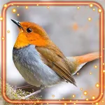Cover Image of Download Birds Cute HD  APK