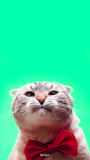 Android application 카카오톡 테마 - 낼름 리본 고양이 (카톡테마) screenshort