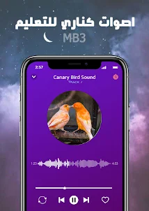 canary bird sound