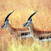 Gazelle Wallpapers HD