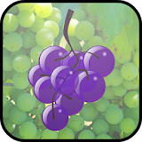 Vineyard Grape Grabbers icon
