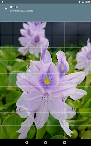 Captura de Pantalla 11 Rompecabezas: Flores android