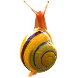 Snail simulator icon