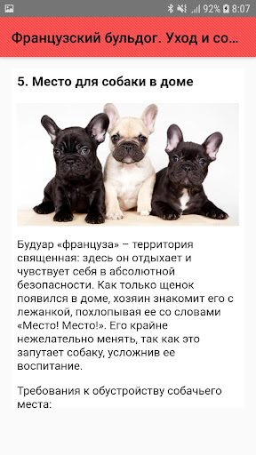 Французский бульдог. Уход и со