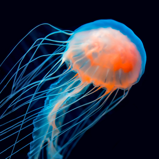 Jellyfish Wallpapers logo