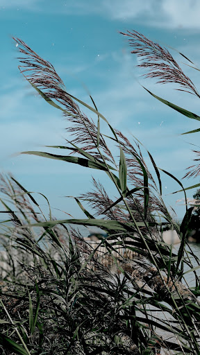 Reed Wallpaper ekran görüntüsü