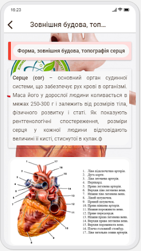 Human Anatomy. Angiology Screen 2