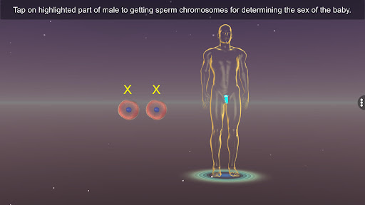 Sex Determination in Human Screen 2