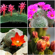 Different Types of Cactus