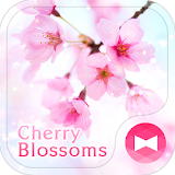 Lovely Theme-Cherry Blossoms- icon
