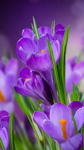Purple Crocus Flower Wallpaper