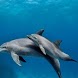 Dolphin Aquarium Puzzle Find
