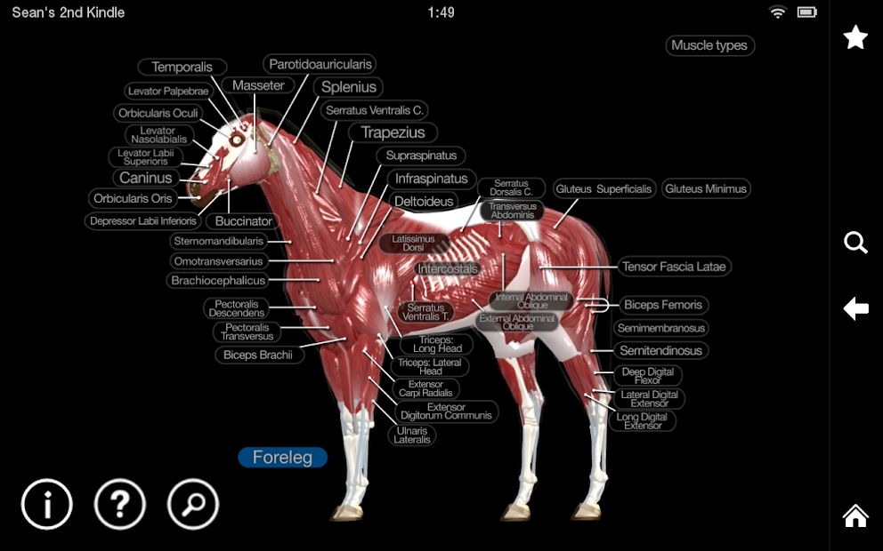 Captura de Pantalla 18 Horse Anatomy: Equine 3D android