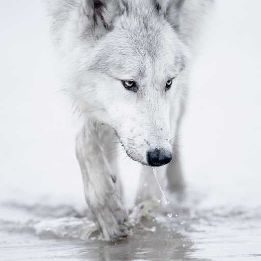 Wolves live wallpaper logo