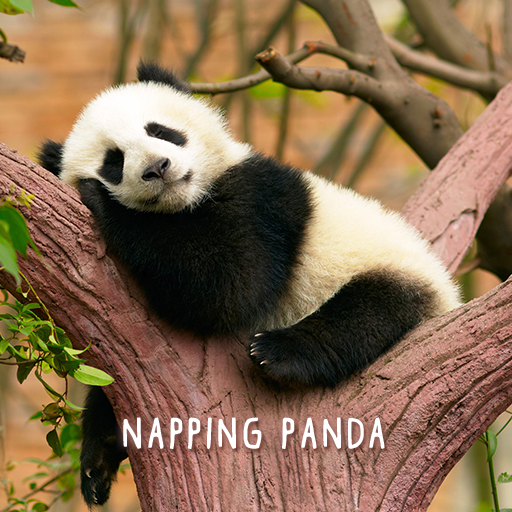 Bạn đã từng nghe về chủ đề Napping Panda chưa? Hãy cùng xem hình ảnh liên quan đến chủ đề này và thưởng thức vẻ đẹp yên bình, đáng yêu của chú gấu trúc khi ngủ trưa. Đây là một trải nghiệm ấn tượng và độc đáo mà bạn không nên bỏ lỡ.