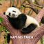 Napping Panda Theme