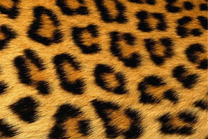 17+ Animal Print Wall Paper