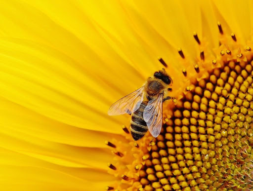 Bee wallpapers