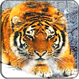 Tiger Live Wallpaper icon