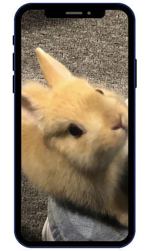 Android application Cute Rabbit Wallpaper HD screenshort
