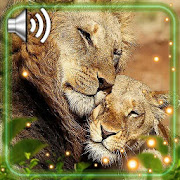 Lion Wild Live Wallpaper  Icon