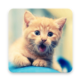 Adorable Kitty Wallpapers icon