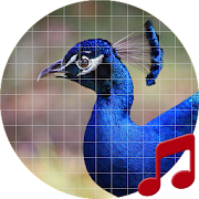Peacock sounds ~ Sboard.pro