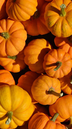 Pumpkin wallpaper