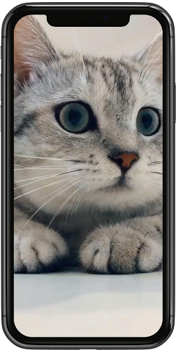 3D Cute Cat Live Wallpaper Screen 2