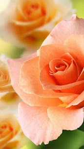 Roses Live Wallpaper For PC installation